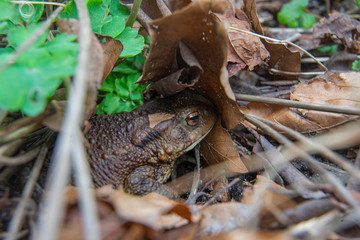 a frog hidden under leaves