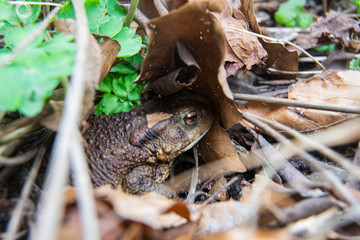 a frog hidden under leaves