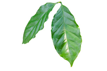 Photo of green coffee leaf isolated from white background