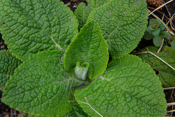 digitalis, foxgloves, fingerhut leaves in spring