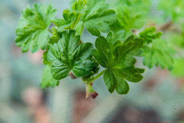 young ribes uva-crispa, rubrum leaves 