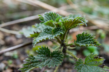 small young nettle brennessel urtica