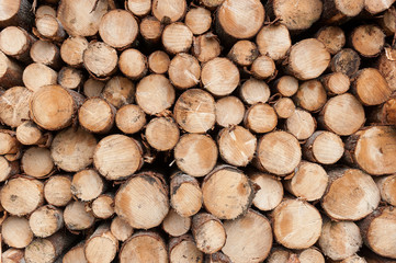 Timber harvesting in Norway