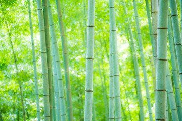 Obraz premium las bambusowy
