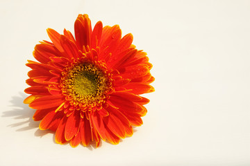 Close up orange gerbera daisy isolated on white background