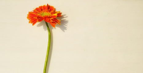 Orange gerbera daisy with long stem on white background