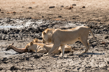 lion, femelle, lionne, male, Panthera leo, Afrique