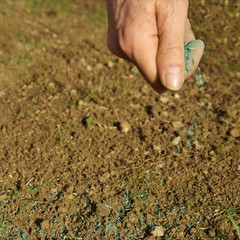 spreading grass seed in spring by hand for the perfect lawn. Sowing Grass Seed By Hand. grass seeds in male hand in loosened soil background 