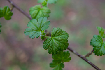 young ribes uva-crispa, rubrum leaves 