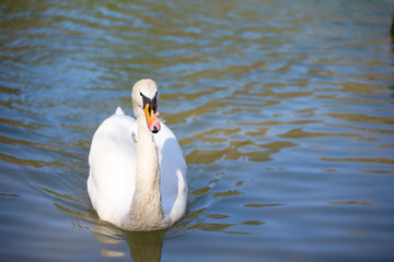 A white swan swims in blue water.