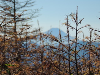 Larch (Karamatsu) and Mt.Fuji