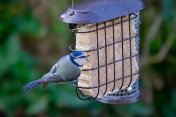 Blaumeise