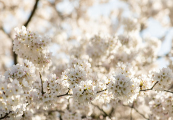 Frühlingsblüte der Yoshino Kirsche, Blüttengruppen weiß rosa , spektakuläte Blütenöffnung in der Frühlingssonne