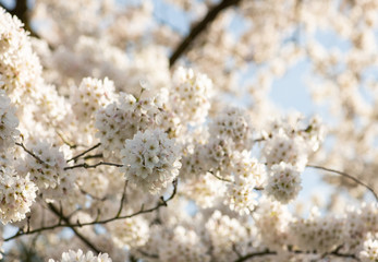 Frühlingsblüte der Yoshino Kirsche, Blüttengruppen weiß rosa , spektakuläte Blütenöffnung in der Frühlingssonne