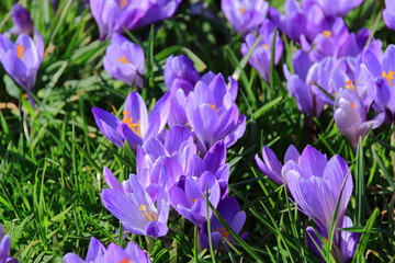 Krokuswiese im blühenden Frühjahr