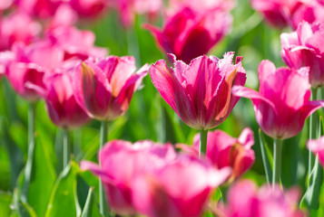 Obraz na płótnie Canvas Delicate pink tulips b