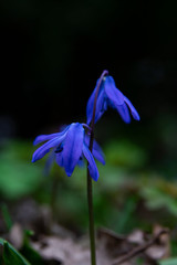 young scilla, szilla in sprimg