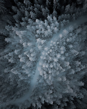 Winter Forrest