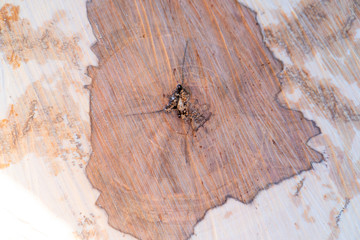 Vintage surface of wood. Rustic texture background. Rustic wood wall planks texture. Natural rustic surface wood background.