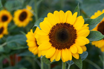 yellow sunflower in summer nature field background