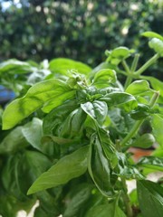 fresh basil leaves on white background