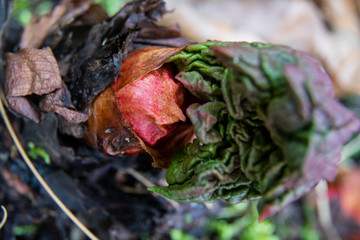 litte young rhubarb, rheum rhabarbarum, rhabarba leaves 
