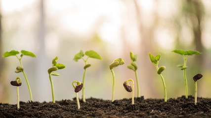 plant growing in morning light green nature bokeh background, new life, business financial progress cultivation. agriculture, horticulture. plant growth evolution from seed to sapling, ecology concept