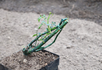 shoots of roses for planting in the greenhouse