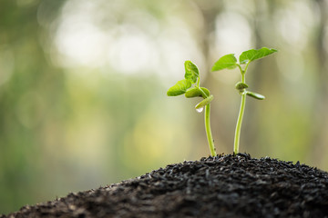 the seedling are growing from the rich soil to the morning sunlight that is shining and green nature bokeh background, new life growth ecology business financial progress, earth day, ecology concept