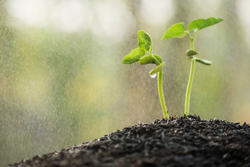 green seedling growing on the ground in the rain. from the rich soil to the green nature bokeh background, new life growth ecology business financial progress, early seedlings grown from seeds.