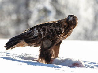 Golden Eagle on snow