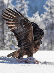 Golden Eagle