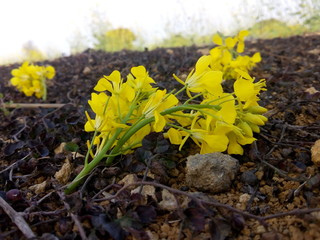 field of yellow flowers