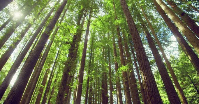 Californian redwood forest, Otway National Park, Australia