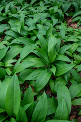 allium ursinum, bear´s garlic leaves