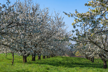 Kirschblüte in der Fränkischen Schweiz/Deutschland