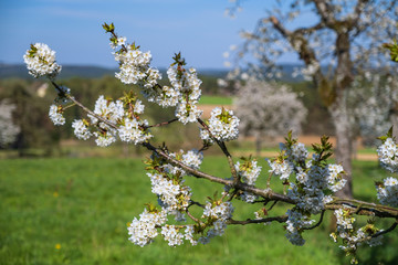 Nahaufnahme von Kirschblüten in der Fränkischen Schweiz/Deutschland