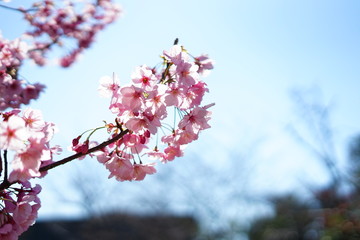 桜