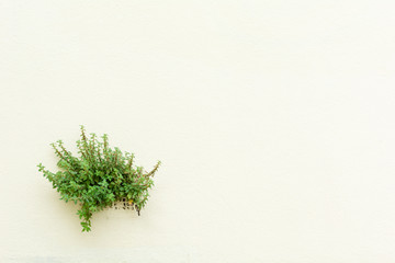Fototapeta premium Green plant coming out of the wall
