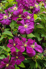 Many close up large purple clematis flowers on a background of green leaves. The abundant clematis 