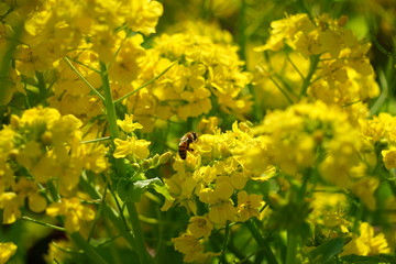 菜の花　蜂