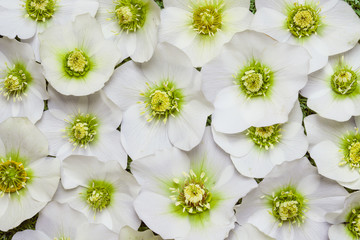 Close up colorful bunch of white hellebore flowers