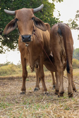 Naklejka na ściany i meble Two cows standing in the field.