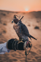 falcon portrait in a desert