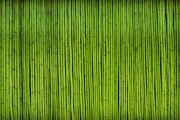 green bamboo fence texture background.