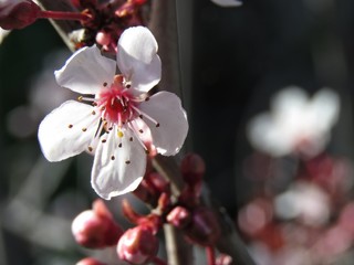 Cherry Plum Blossom Flowers.