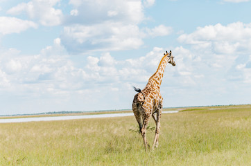 Giraffe Running Full speed