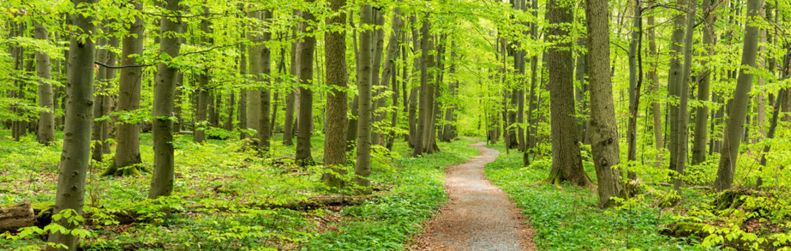 Fr&uuml;hling im Nationalpark Hainich, Wanderweg windet sich durch gr&uuml;nen Wald, Th&uuml;ringen, Deutschland