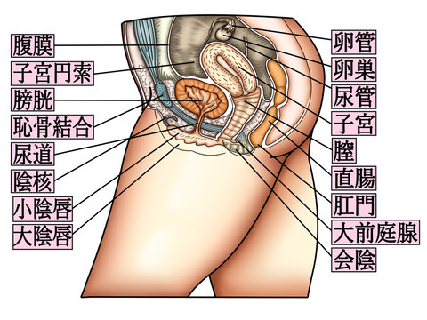 127 Best 女性生殖器 Images Stock Photos Vectors Adobe Stock 127 Best 女性生殖器 Images Stock Photos Vectors Adobe Stock