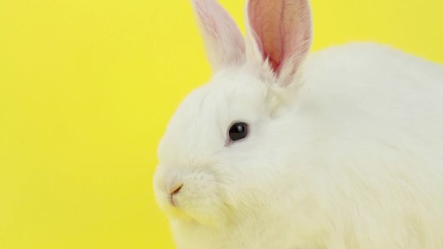 little fluffy white rabbit looking at the camera on a colored background in the studio closeup. Easter Bunny for Easter. Cute hare on a yellow background. Traditional hare for spring holidays